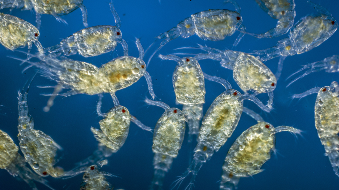 4 Fakta Plankton, Tak Kasat Mata yang Penting bagi Bumi